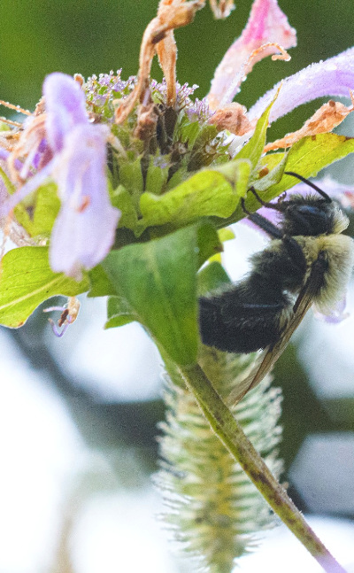 Bumblebee visiting a wildflower