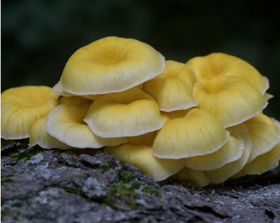Cluster of oyster mushrooms