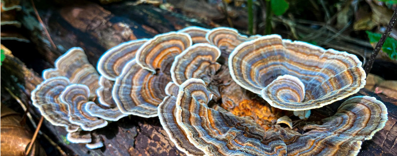 Turkey tail fungus on a log