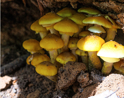 Yellow mushrooms growing on a log
